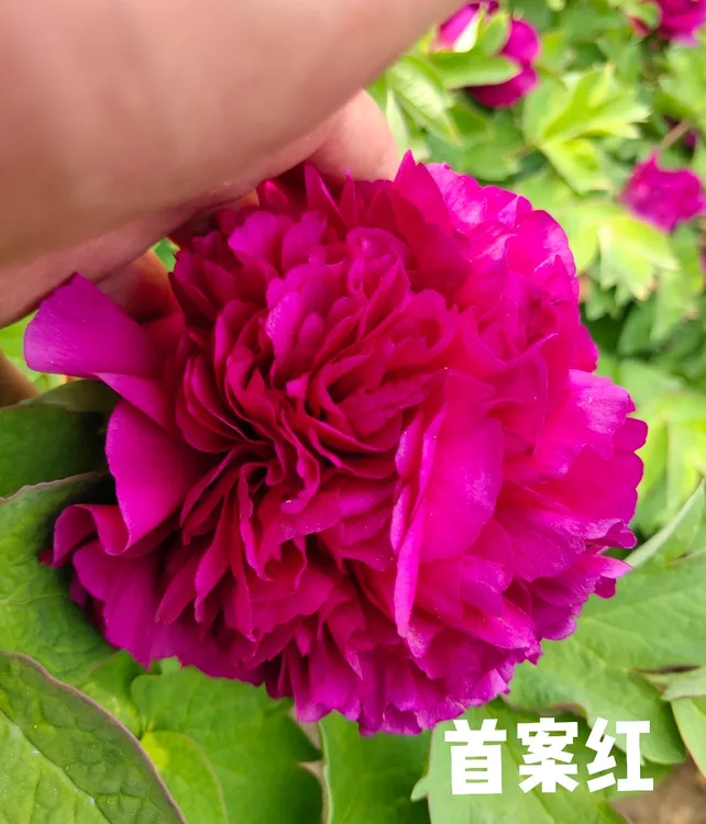 首案红牡丹大苗盆栽庭院地栽耐寒观赏花卉春季开花