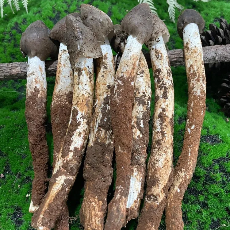 【精选】  云南新鲜野生小鸡枞菌 荔枝菌 火把鸡枞500g顺丰包邮