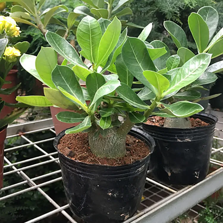 【三年苗】重瓣沙漠玫瑰花苗盆栽四季开花老桩室内阳台开花