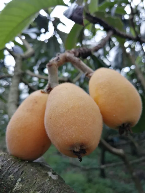 早钟六号枇杷，6斤装，净果5斤，单果重量50克以上大果