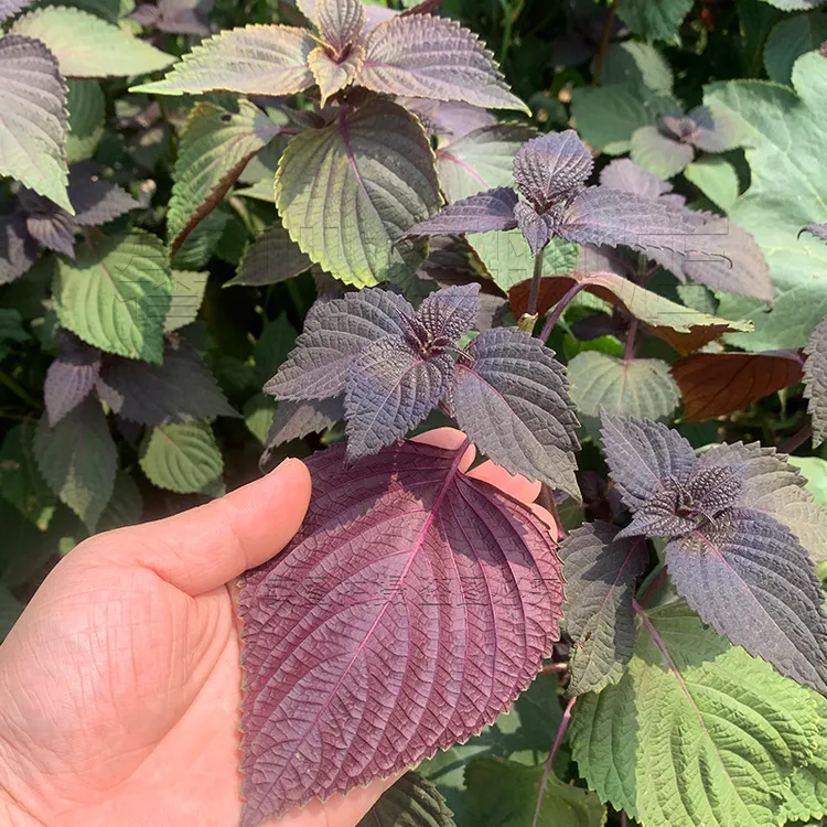 特色紫苏种子苏子菜双面紫色苏子种籽特菜四季补钙菜农家蔬菜种孑