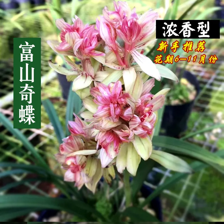 建兰富山奇蝶（7月—12月带花苞）室内盆栽精品花卉  