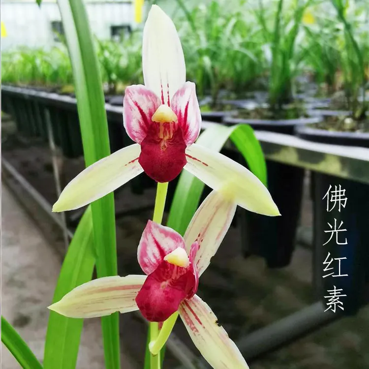 建兰红素铭品 佛光红素（7月—11月1日带花苞） 室内绿植花卉