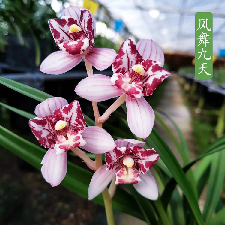 建兰荷瓣三星 凤舞九天（7月—12月带花苞） 室内绿植花卉