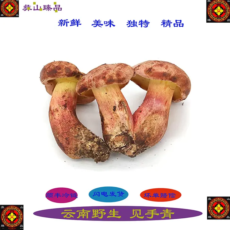 云南特产新鲜野生牛肝菌食用变色蘑菇现货包邮500g