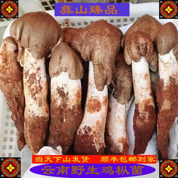 新鲜野生鸡枞鸡棕菌不开伞大鸡枞云南特产松茸牛肝菌包邮50g