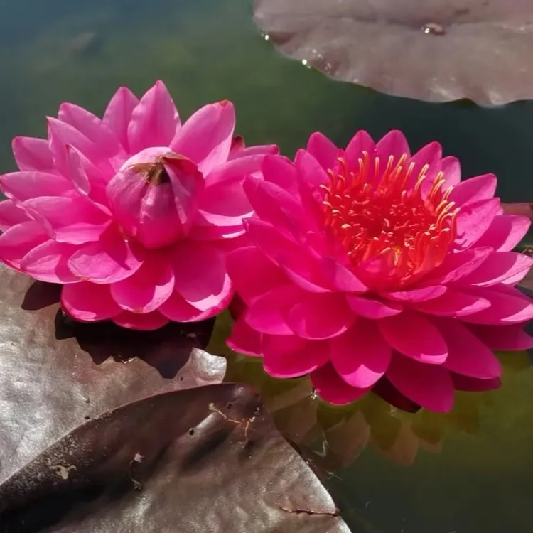 睡莲山莓 一株起售 质量放心