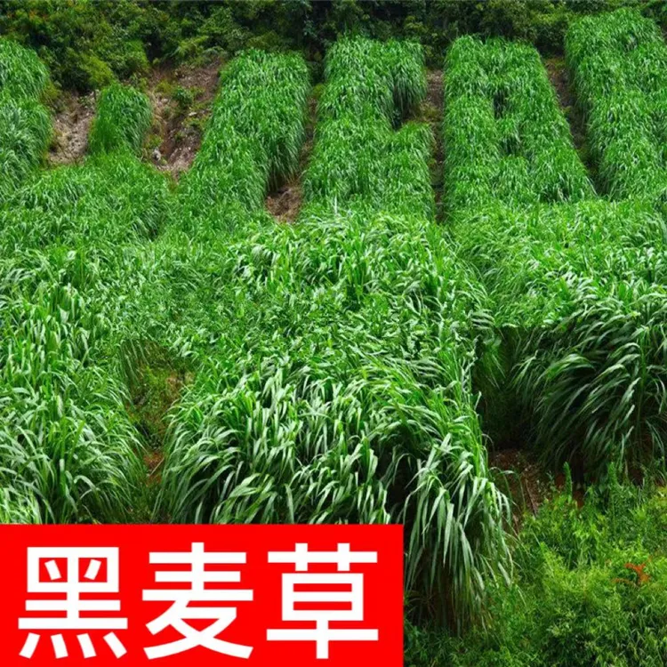黑麦草种子种籽多年生喂牛羊鸡鹅猪兔草鱼草种籽四季种植简单