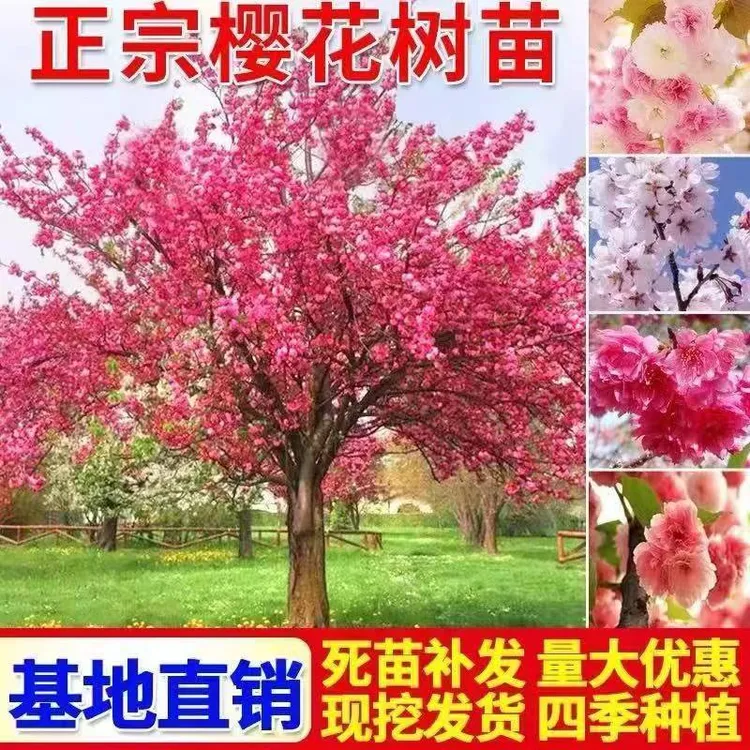 樱花树苗樱花苗盆栽庭院绿化苗嫁接樱花小苗早晚樱当年开花