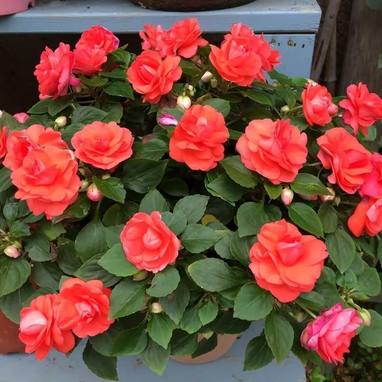 重瓣凤仙花种籽易种茶花凤仙籽耐寒花卉室内阳台庭院植物四季开花
