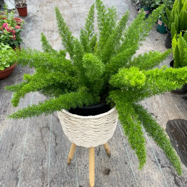 虎尾盆栽耐热耐寒庭院阳台