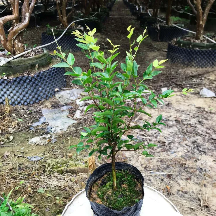 三年沙巴嘉宝 果小苗台湾绿植花园庭院观赏盆栽