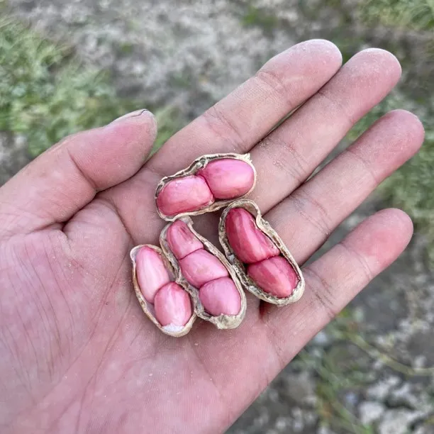 高州本地红皮嫩花生3斤5斤湿花生红皮嫩花生