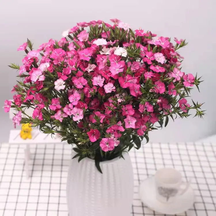 石 竹梅相思梅云南基地直发水养暖心花卉鲜切花放办公室客厅好养