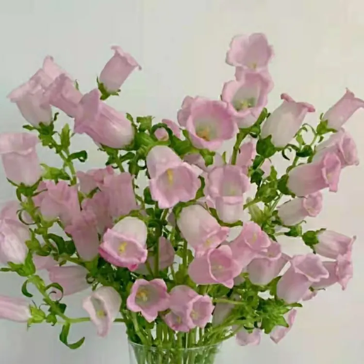 风铃花云南基地直批铃铛花好养花期长放办公室客厅吉祥如意花