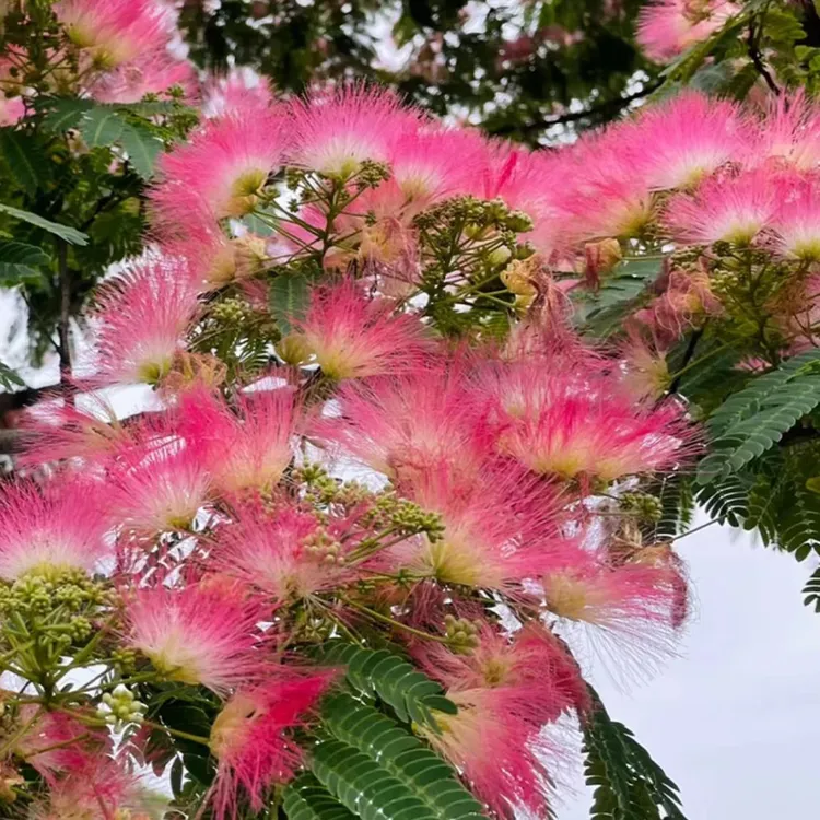 矮生合欢花盆栽花苗常绿灌木观细叶粉扑花盆栽