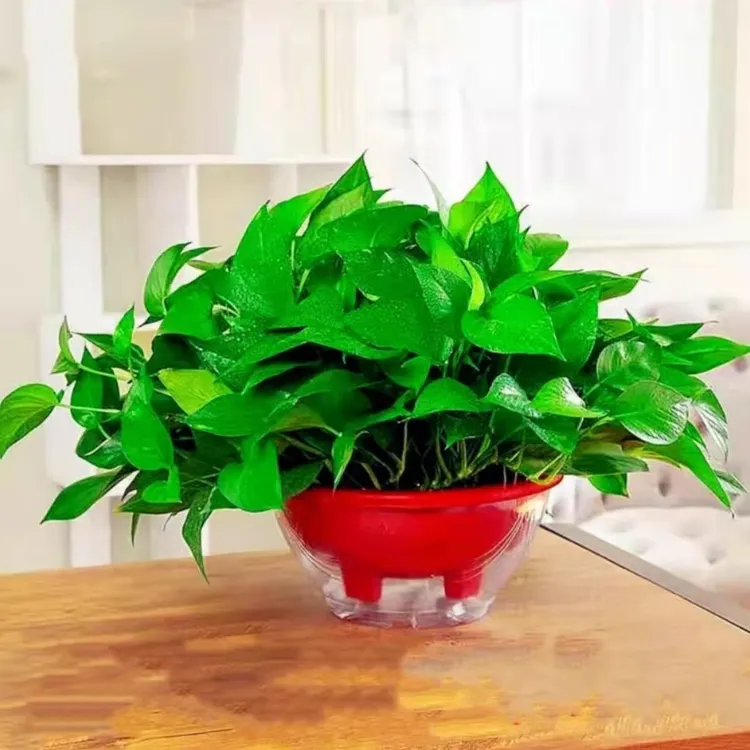 大盆绿萝巨无霸长藤垂吊绿萝室内办公室盆栽吸甲醛净化空气植物