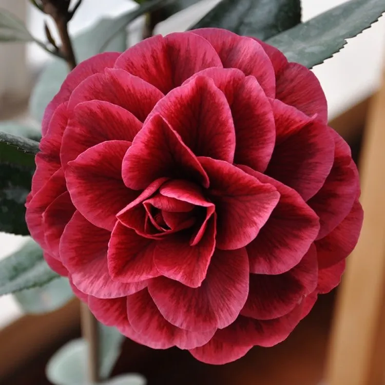 红贝紫叶贝拉山茶花名贵品种花卉庭院室内外阳台绿植盆栽