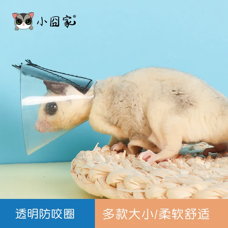 小囧家松鼠伊丽莎白圈蜜袋鼯花枝鼠防咬圈仓鼠洗澡上药透明防咬圈