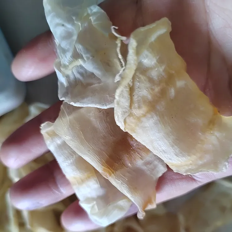 红鱼胶（竹节胶）广东深海鱼胶