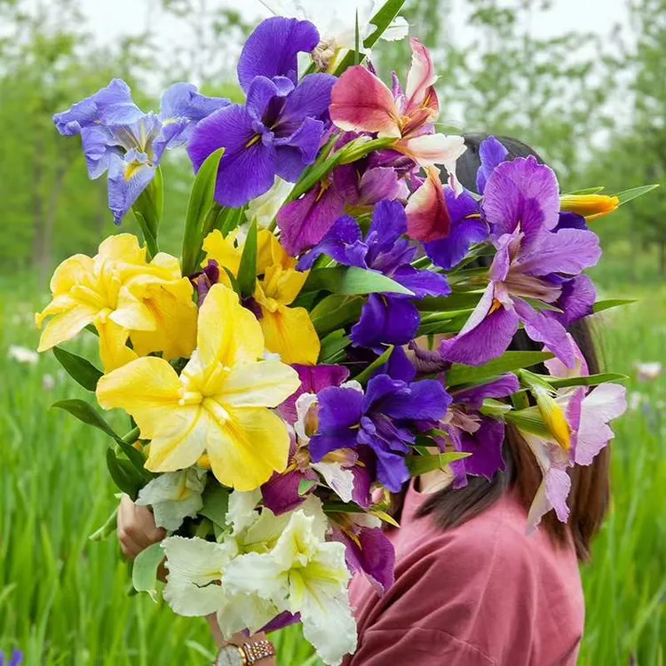 庭院花坛四季别墅植物鸢尾花苗盆栽宿根美国常青绿水生培鲜花阳台