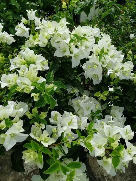 三角梅  白雪公主 勤花品种