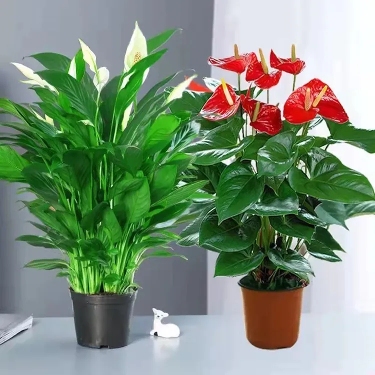 粉掌红掌白掌盆栽植物粉掌室内四季花卉好养绿植盆栽美观花盆随机