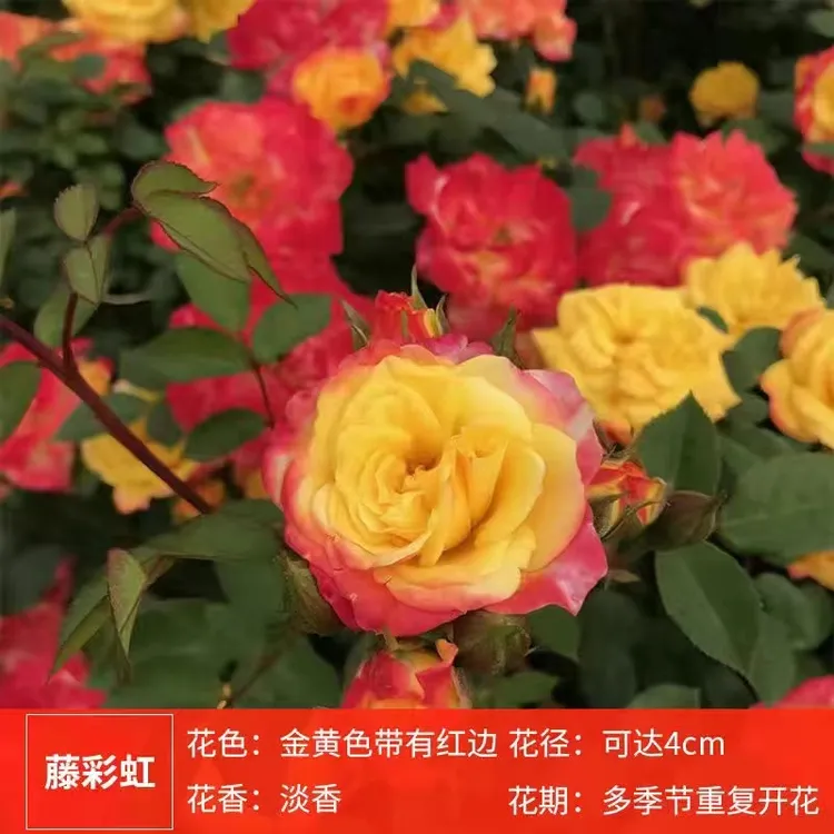 藤彩虹七彩变色龙爬藤蔷薇月季四季开多花庭院花卉植物盆栽开花