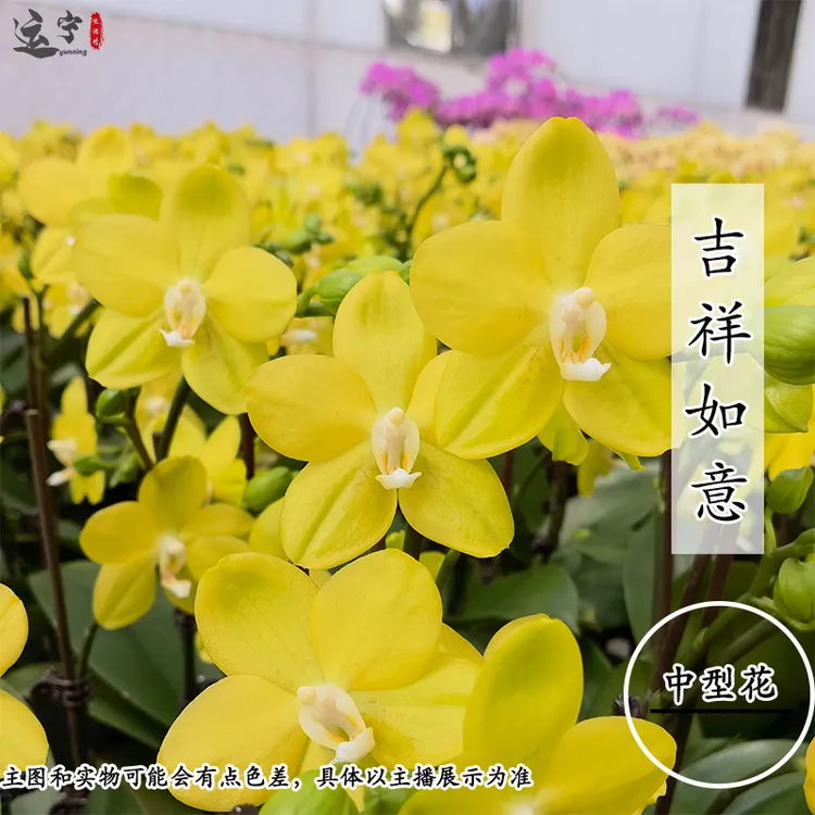 【吉祥如意】清香型蝴蝶兰会变色品种中花型耐摆放花期长