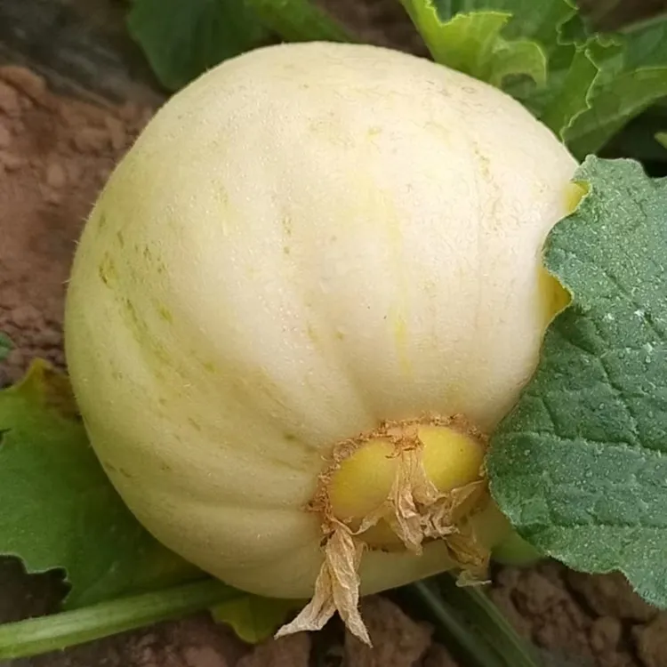 甘肃庆阳甜瓜8-9斤装