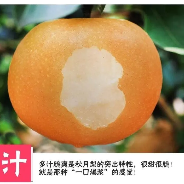 砀山秋月梨5斤 / 9斤装果园现摘现发新鲜脆爽很甜当天多汁采摘