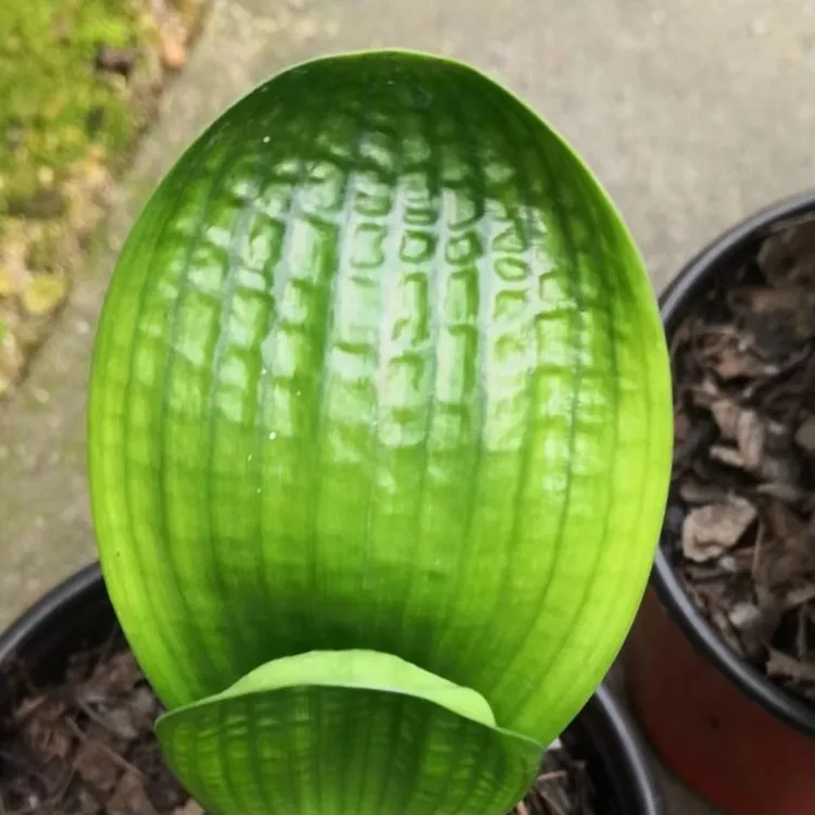 德馨精品君子兰（二）图片仅供参考