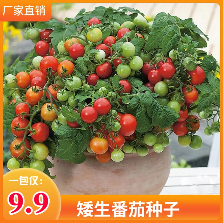 矮生番茄种子种苗红番茄黄番茄阳台盆栽