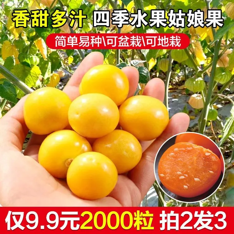 四季姑娘果种子，适合阳台小院种子，耐寒抗旱