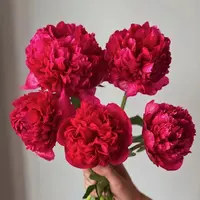 【如熙臻品】御前表演  - - 芍药（花期短，介意慎拍哦！）