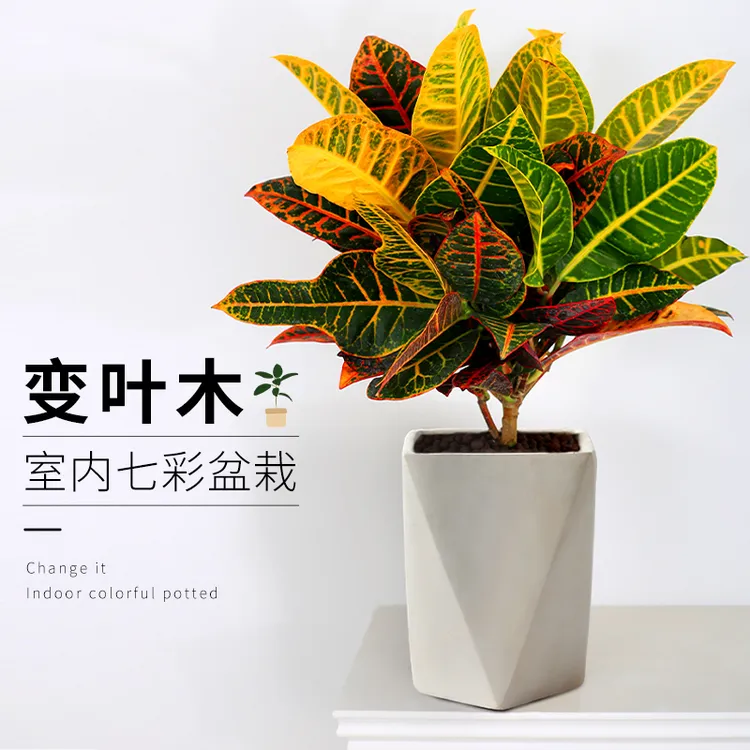 七彩变色木盆栽变叶木植物室内外花卉阳台好养易活花叶大绿植