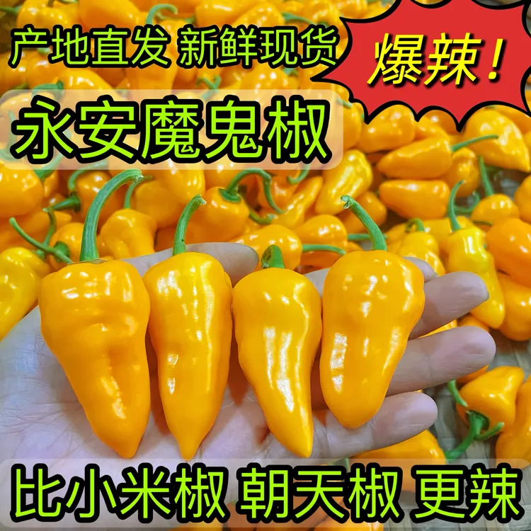 魔鬼辣椒超辣 永安黄椒灯笼椒正宗变态特辣新鲜现摘200g