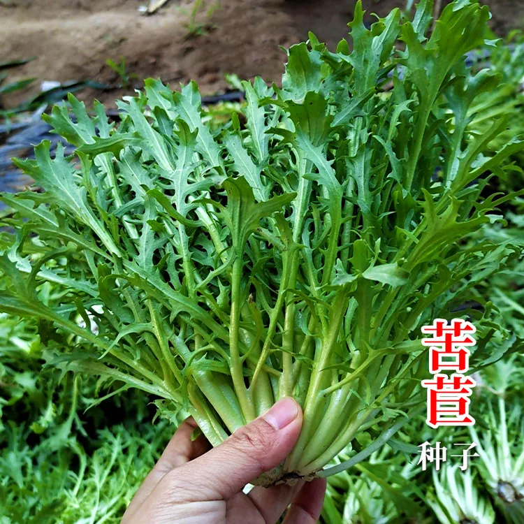 苦苣种籽/种子 花叶 /细叶苦菊生菜菜种春季四季阳台种植蔬菜苗孑