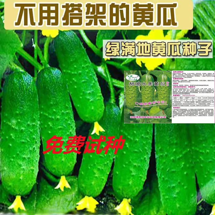 秋黄瓜种子四季播种水果黄瓜节节瓜高产小黄瓜地载阳台盆栽菜籽