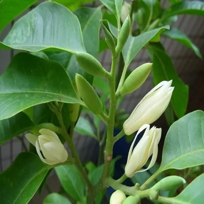 haoya/昊雅树苗桃子黄桷兰黄葛兰黄角兰黄兰白玉兰桃子花盆栽