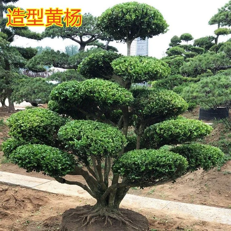 造型黄杨树庭院别墅造型绿化地景黄杨盆景树四季常青树苗黄杨盆景