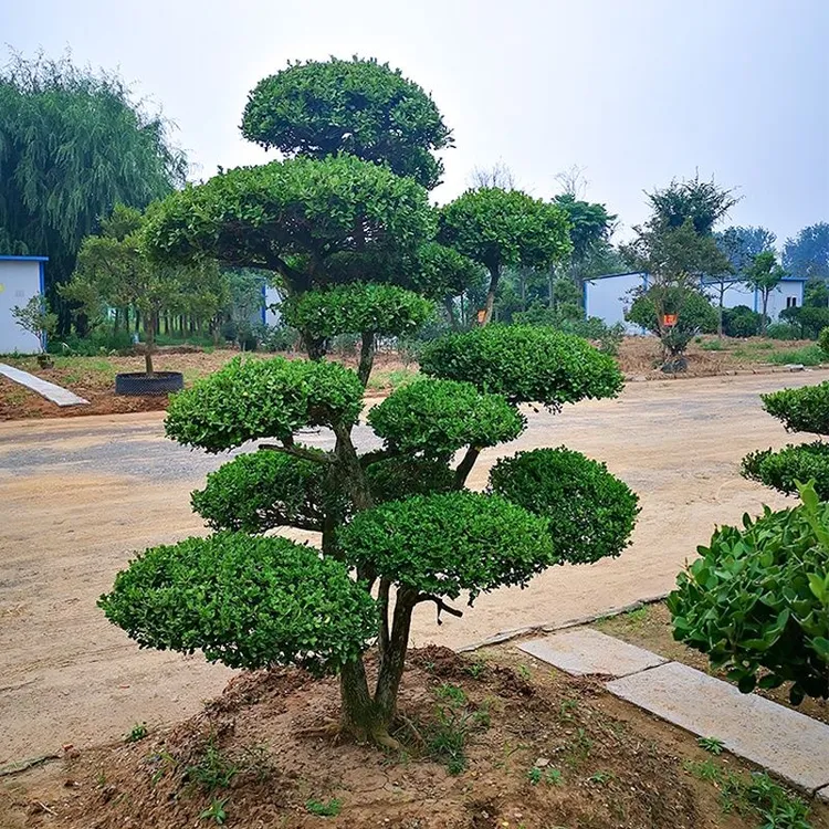 小叶黄杨树庭院别墅造型绿化独杆冬青黄杨盆景树四季常青树苗