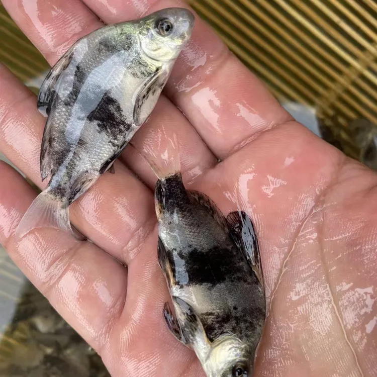 四川一帆风顺鱼   每条10g左右   一帆风顺鱼