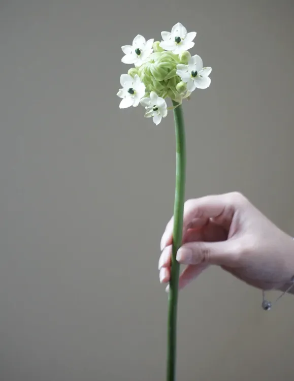 天鹅绒5支装鲜花插花水养伯利恒之星