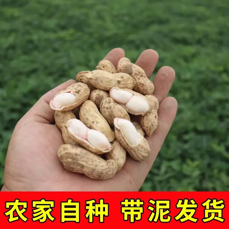河南淮阳新鲜现挖带壳嫩花生农家自种可生吃水煮