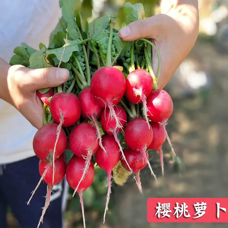 四季简单美观迷你爽脆鲜艳红樱桃水果萝卜种子蔬菜种子水果萝卜