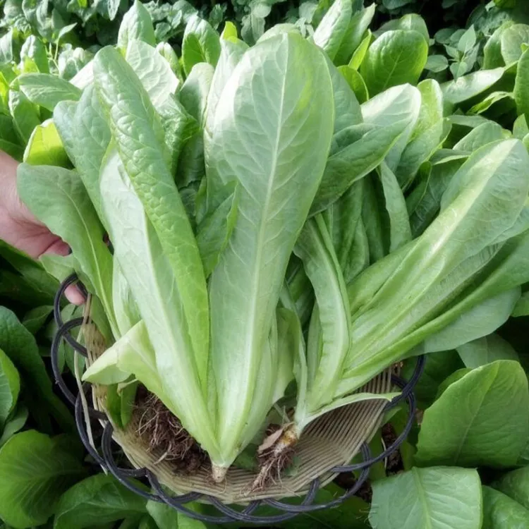 四季蔬菜孔雀菜种子简单快菜沙拉营养甜脆生菜小青菜种子新品种