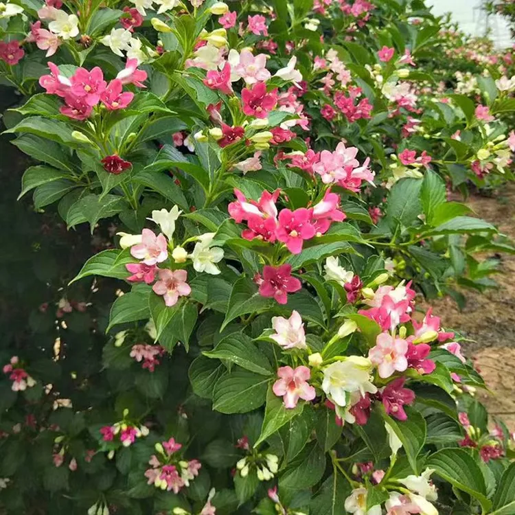 五彩锦带花树地载盆栽庭院植物适合南北方