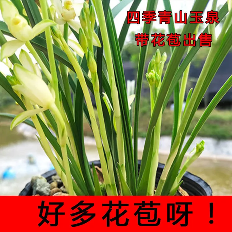 带花苞 青山玉泉 建兰四季开花兰花苗浓香型室内花卉好养易活