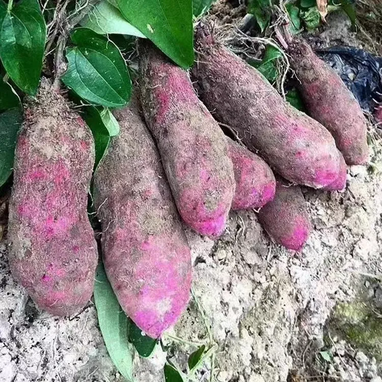 2025江西赣南现挖新鲜紫玉淮山紫山药紫色脚板薯营养蔬菜